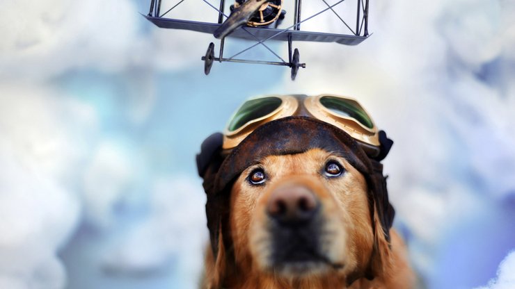 安卓手机宠物 狗 汪星人 金毛犬高清壁纸