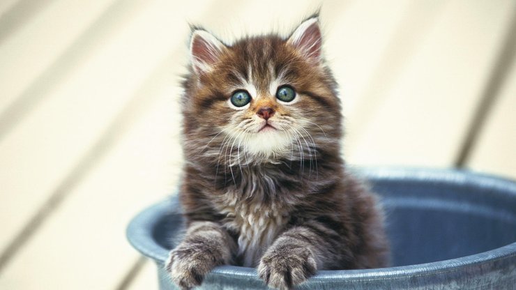 安卓手机萌宠 猫 喵星人 可爱 古灵精怪高清壁纸