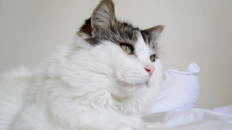 安卓手机萌宠 猫 喵星人 可爱 古灵精怪高清壁纸