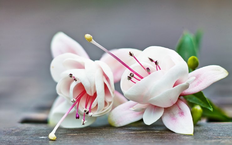 安卓手机小清新 静物写真 花高清壁纸