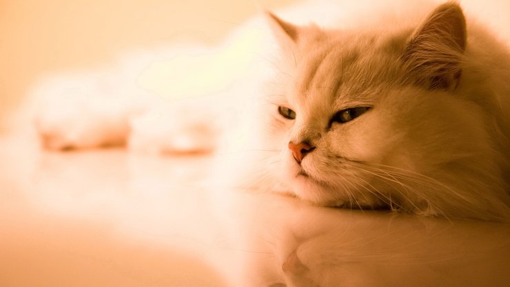 安卓手机萌宠 动物 可爱 萌物 宠物 喵星人 猫 儿童桌面专用高清壁纸