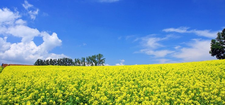 安卓手机超宽 全景 风景 蓝天白云 春意盎然 mlgb高清壁纸