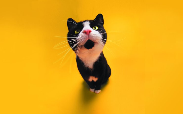 安卓手机萌宠 动物 可爱 萌物 宠物 喵星人 猫 古灵精怪 儿童桌面专用高清壁纸