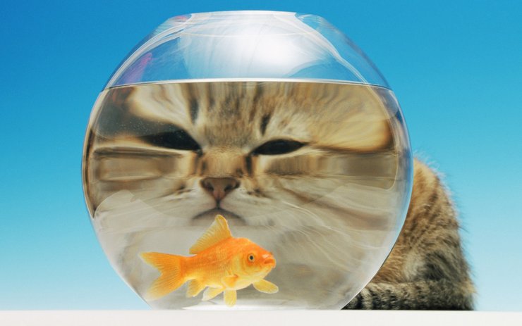 安卓手机萌宠 动物 可爱 萌物 宠物 喵星人 猫 古灵精怪 儿童桌面专用高清壁纸