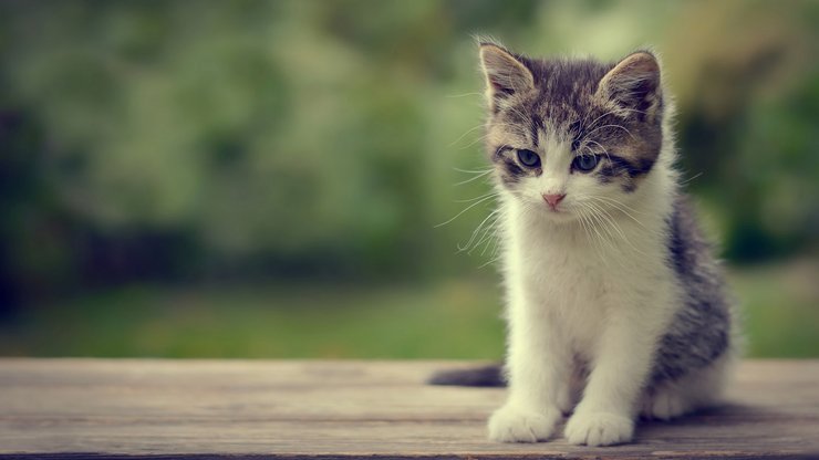 安卓手机明星 喵星人 猫咪 可爱 超萌高清壁纸