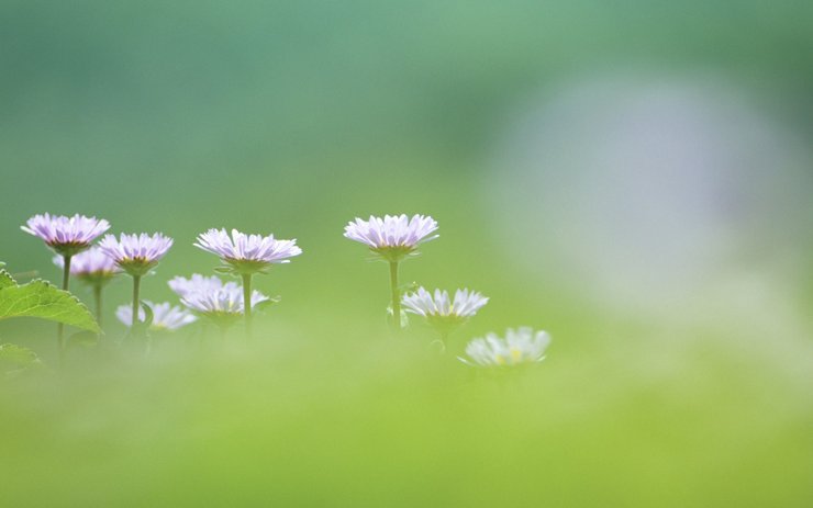 小清新清新淡雅淡雅花卉