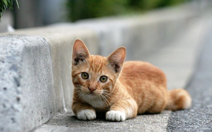 壁纸 动物 猫 猫咪 小猫 桌面 740_463
