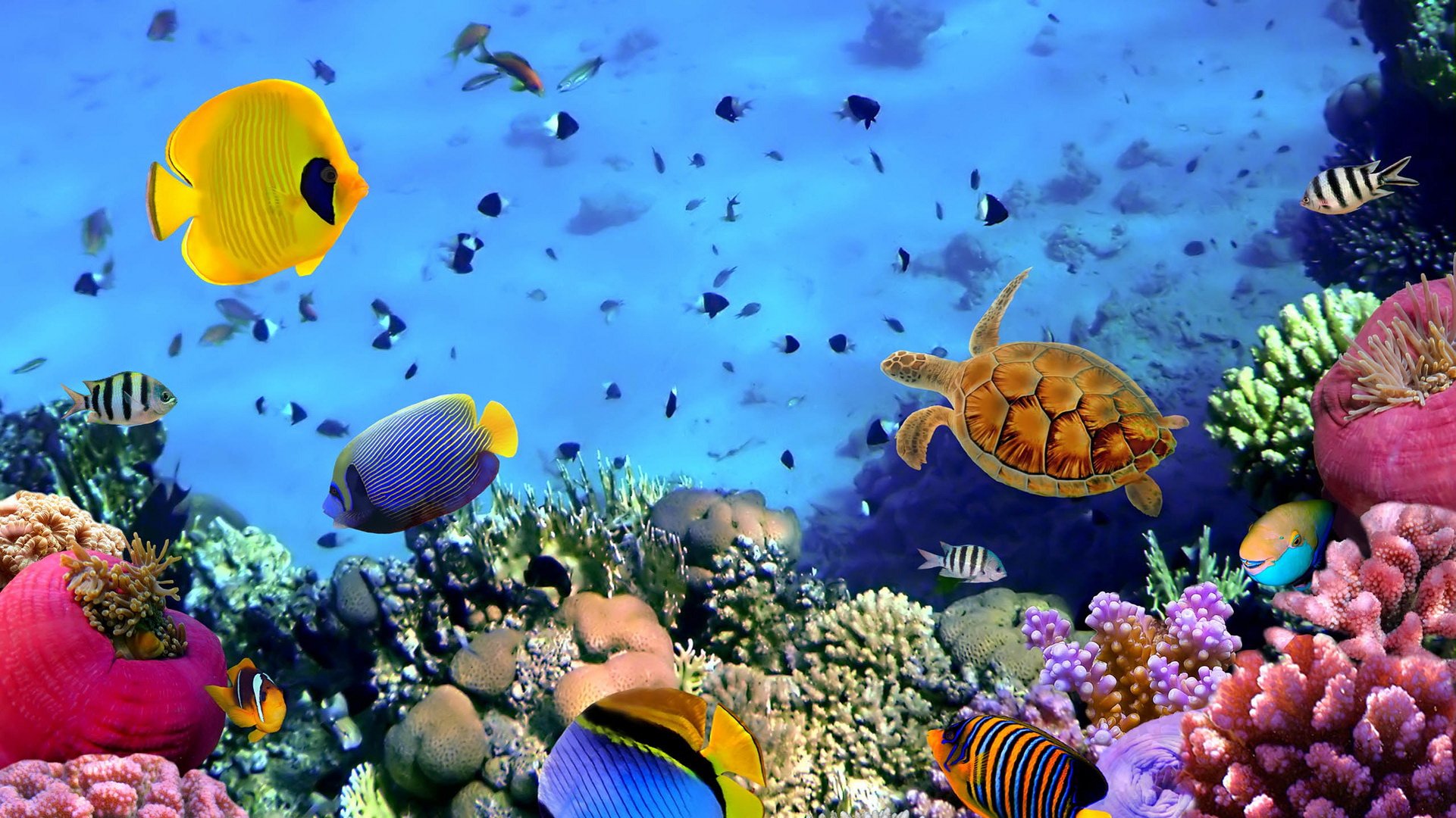 海底生物世界