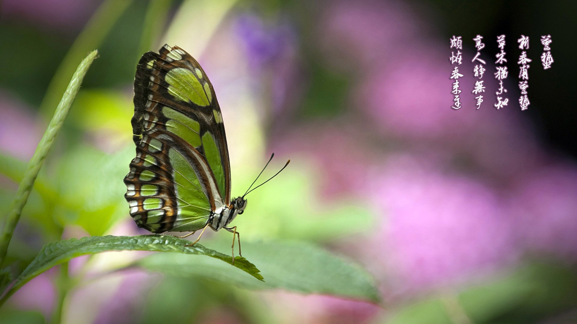  节日 节气 惊蛰 蝴蝶