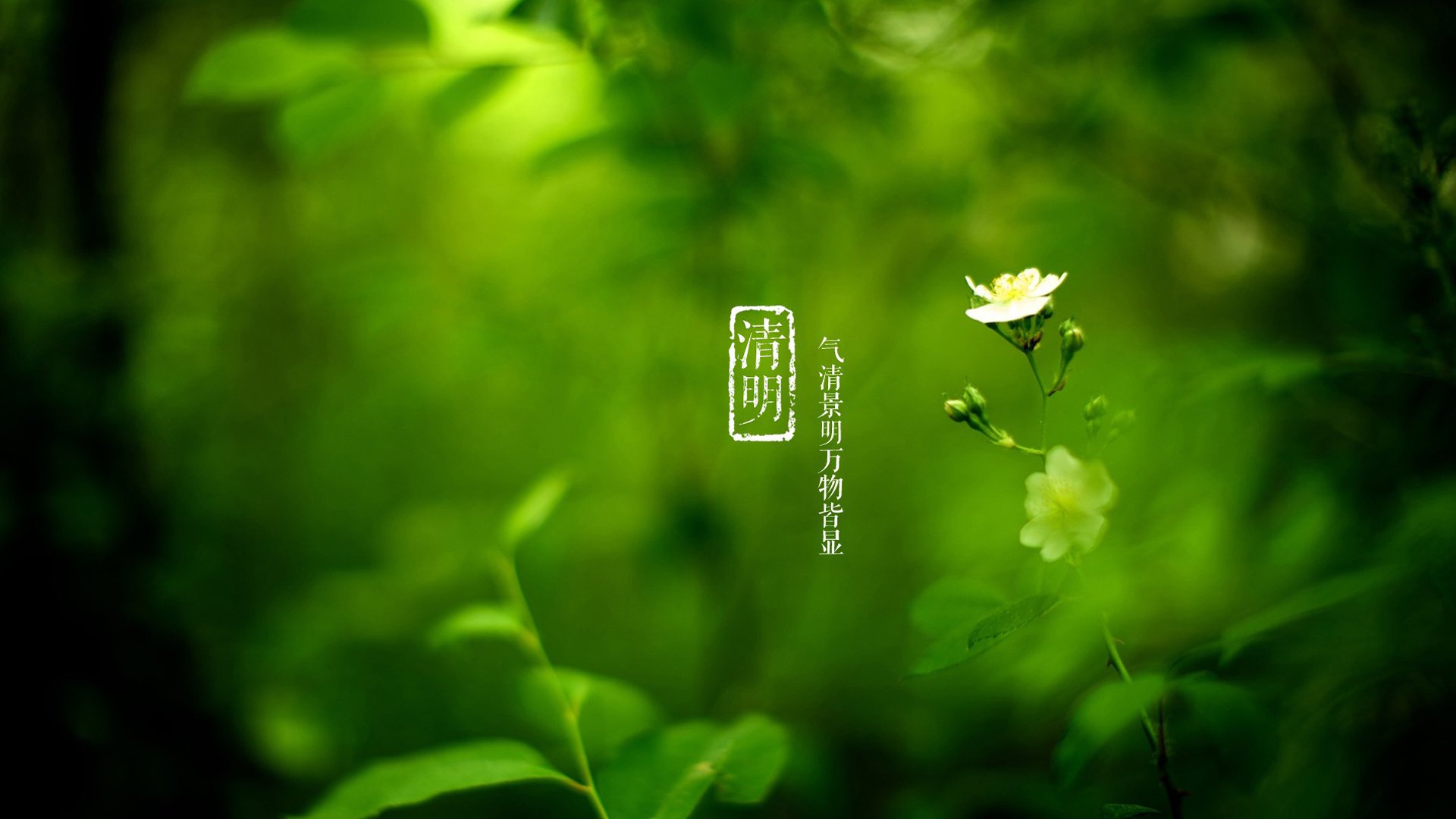 清明节,绿色护眼,节日美图