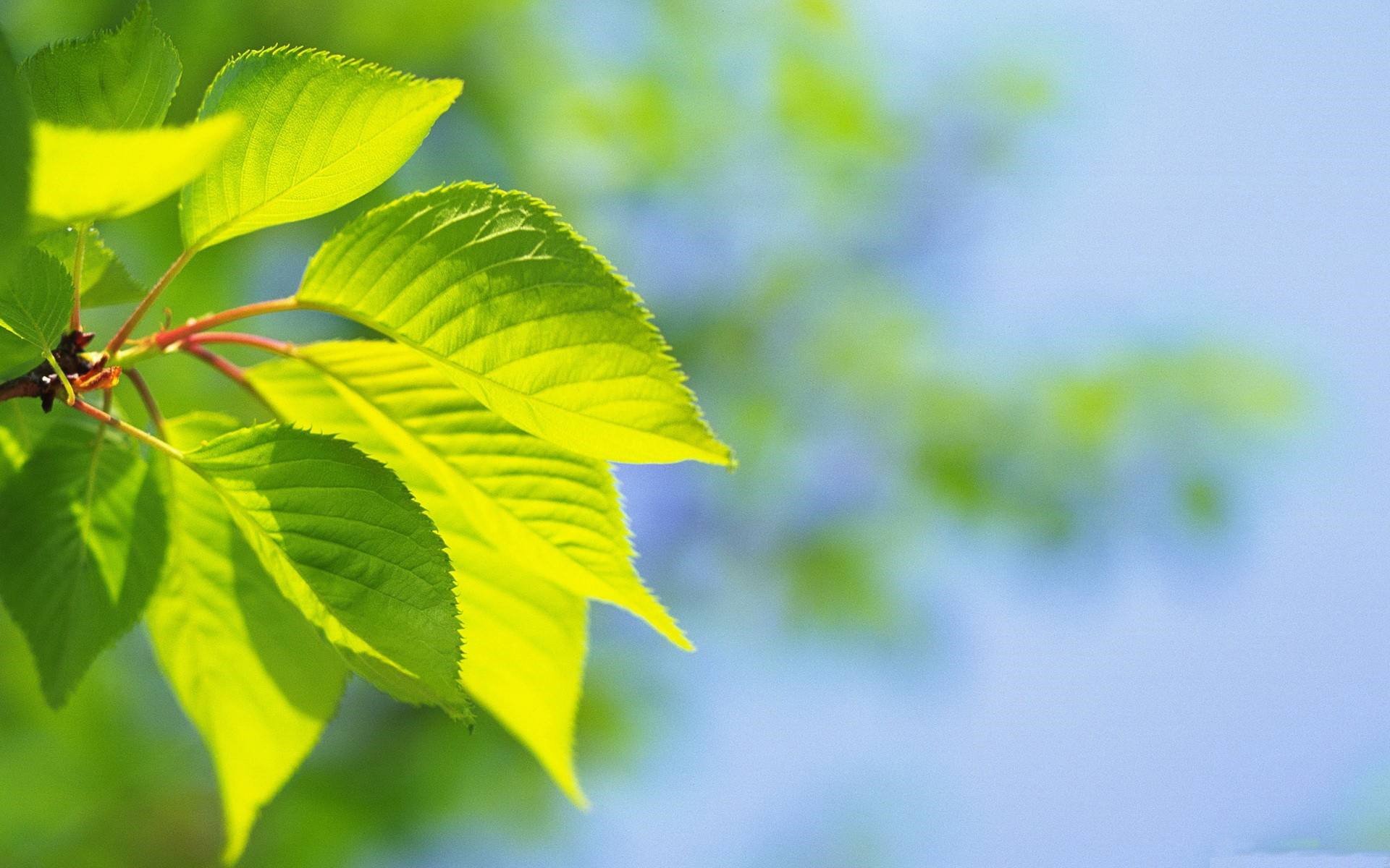 小清新,护眼壁纸,树叶,植物,绿色