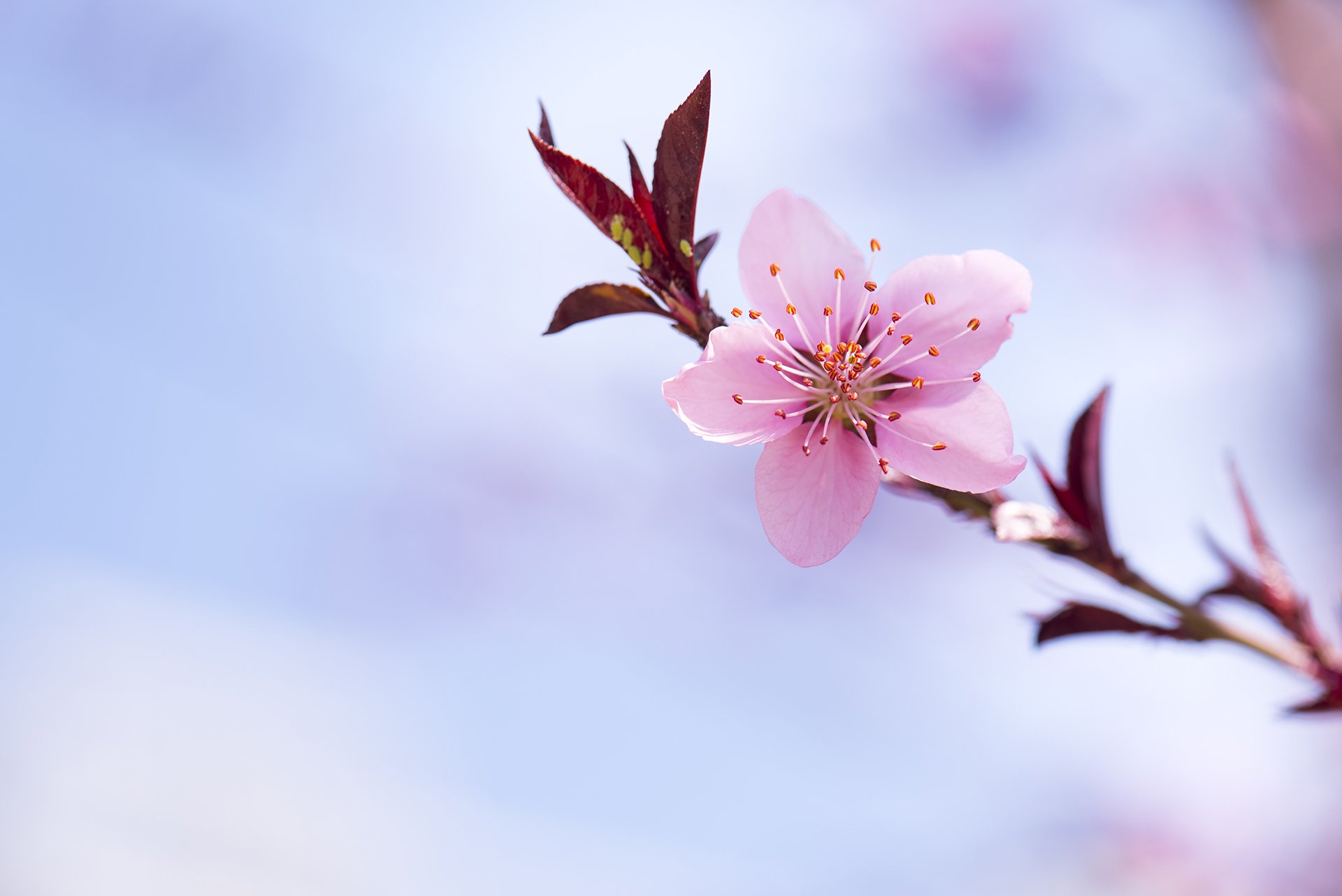 清新淡雅,桃花,小清新