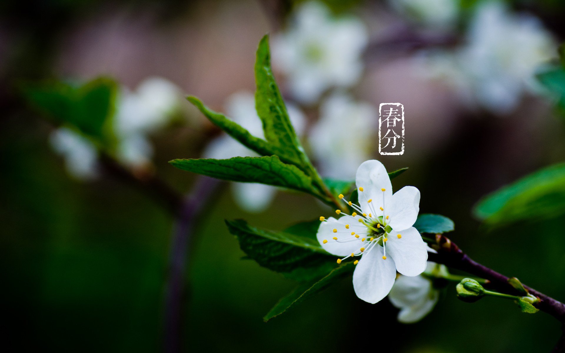 节日,二十四节气,春分,节日美图