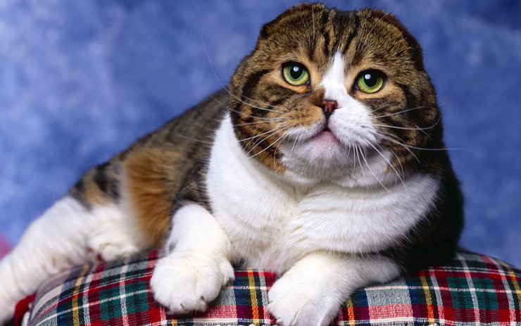 安卓萌宠 喵星人 可爱 猫 古灵精怪手机壁纸