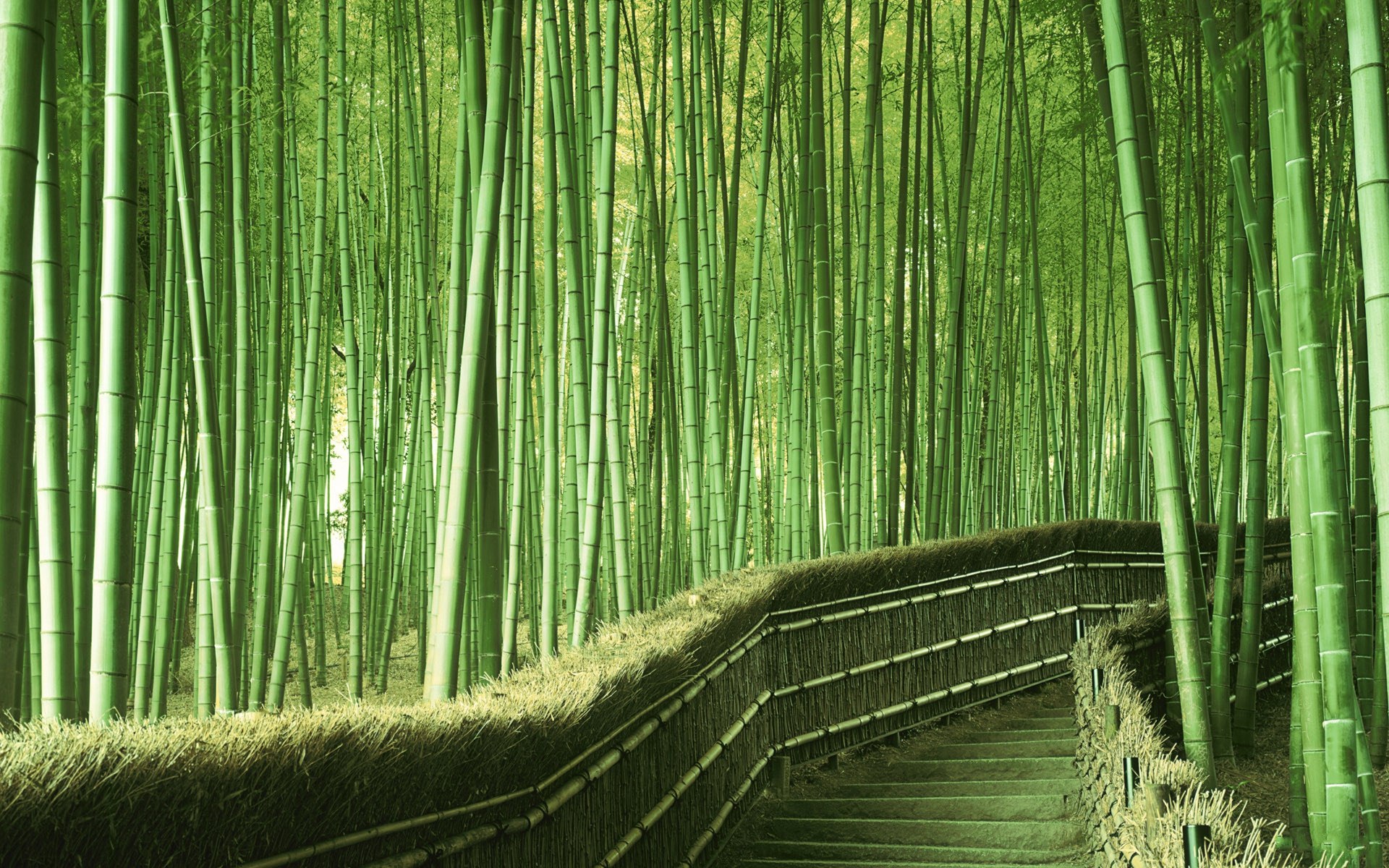 竹子高清桌面壁纸唯美图片
