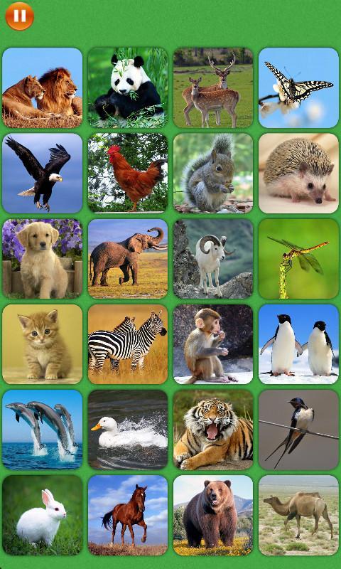 儿童看图识物100种动物图片